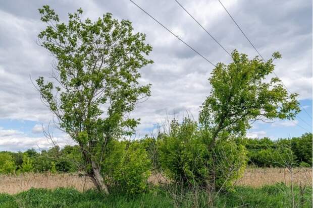 Несрубленный американский клен может стоить дачникам штрафа с 1 марта