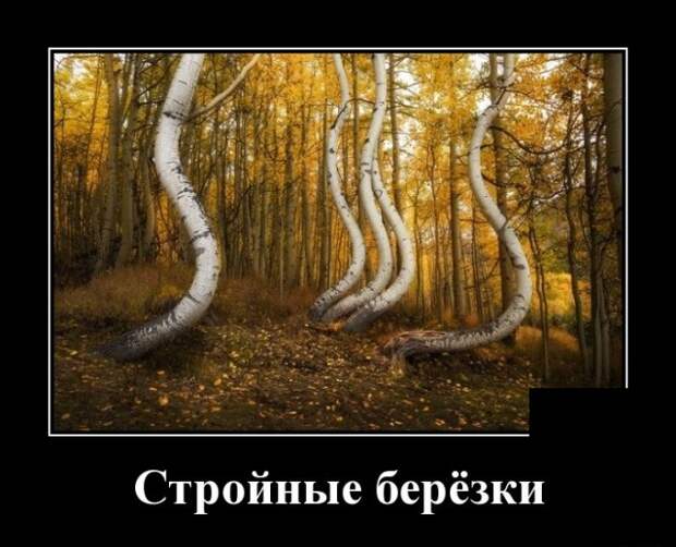 Демотиваторы (30 фото)