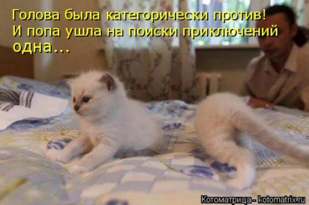 Котоматрица свежак (36 шт)