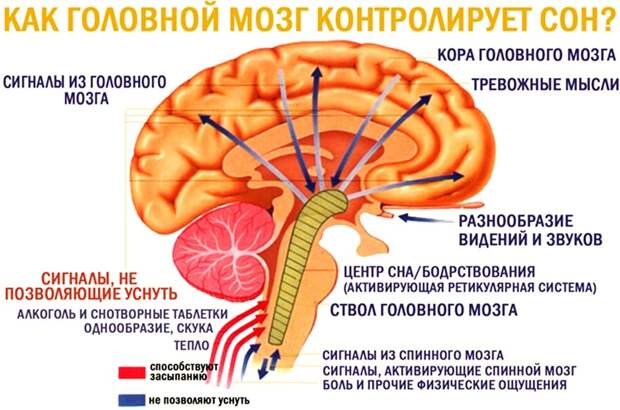 Как мозг контролирует сон