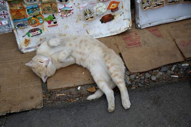 Очень колоритные уличные коты город, кот, кошка, улица, уличные кошки, эстетика