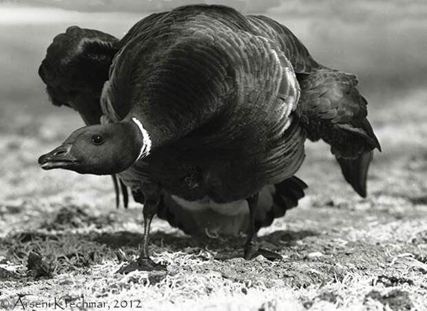 Гусак чёрной казарки (Branta bernicla nigricans) защищает гнездо. Остров Врангеля, среднее течение реки Тундровая, начало июля 1970 г.