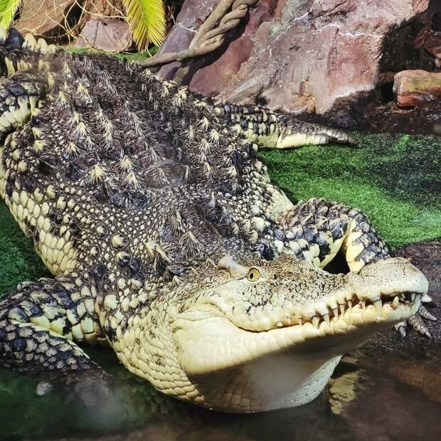В Петербургском океанариуме умер крокодил Нил