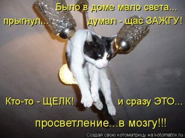 Лучшая котоматрица недели