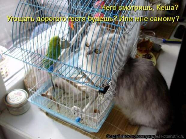 Котоматрицы(картинки с надписями)
