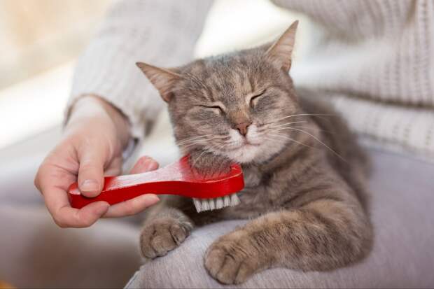 Ветеринар: лук и чеснок ядовиты для кошек