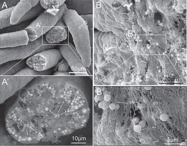 Рис. 3. Жаберный аппарат и стенка тела P. hessleri