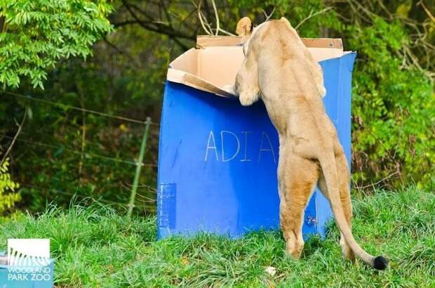 Большие котики тоже любят коробки большие кошки, коробки, фотографии