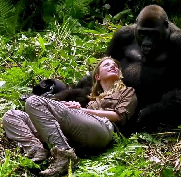 Миллионер-эколог познакомил жену со своей обезьяньей семьей выращенные в неволе, гориллы, животные, знакомство с гориллой, зоозащитники, миллионер, обезьяны, странная дружба