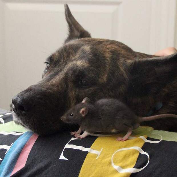 Пес и крыс: самая милая дружба животные, крыса, собака