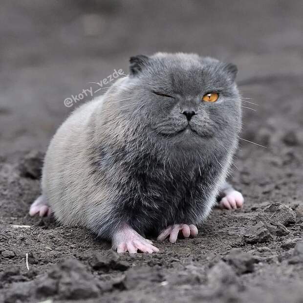 animals-photoshopped-cats-koty-vezde-118-5dad811498989__880.jpg animals-photoshopped-cats-koty-vezde-118-5dad811498989__880.jpg