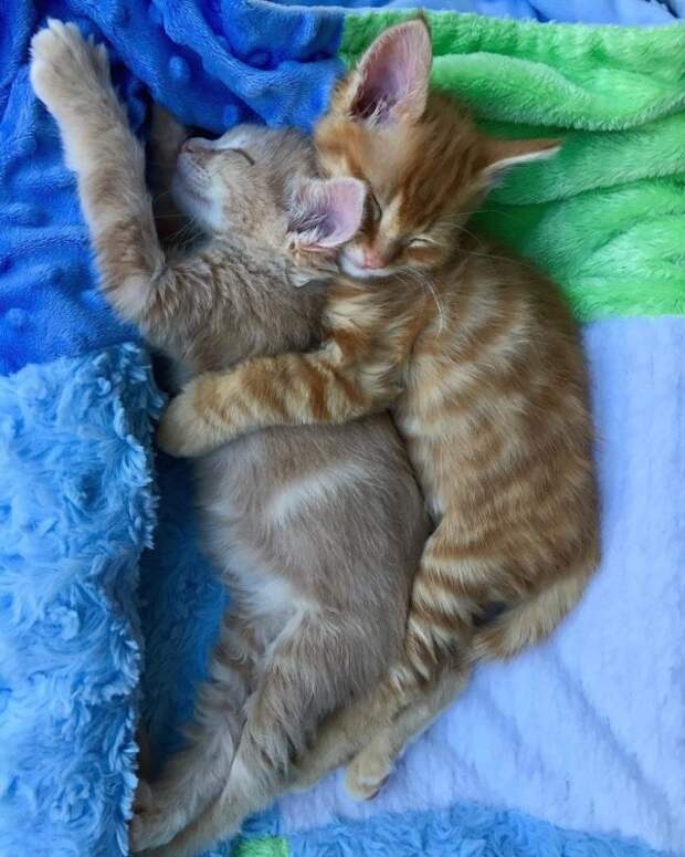 Без кота и жизнь не та