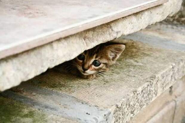 Коты следят за вами! Будьте бдительны :) 