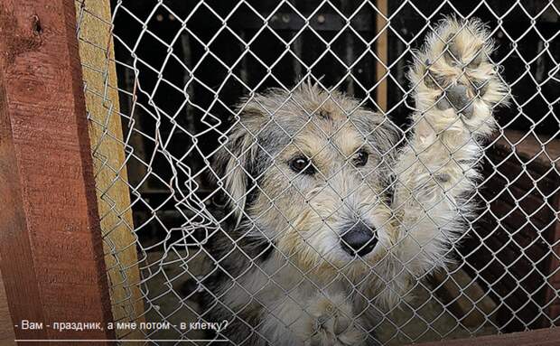 Зоозащитники предупреждают: В год Собаки псов сперва будут дарить, а потом выбрасывать год собаки, животные, зоозащитники, предупреждают