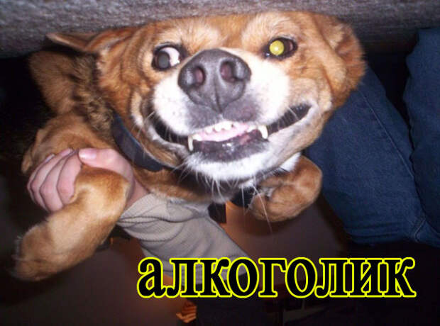 Собачий пост