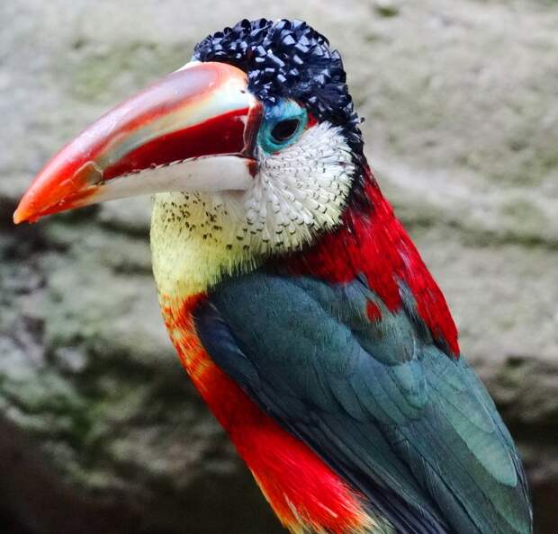 exotic-birds-8