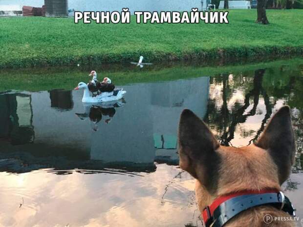 Смешные картинки с текстом