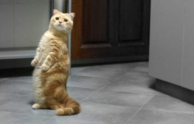 Кошка-такса