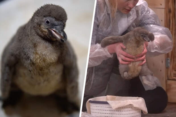 Новорожденного пингвина в Новосибирском зоопарке начали знакомить с семьей
