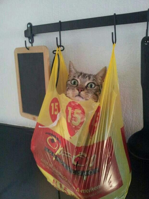 Милые и забавные животные
