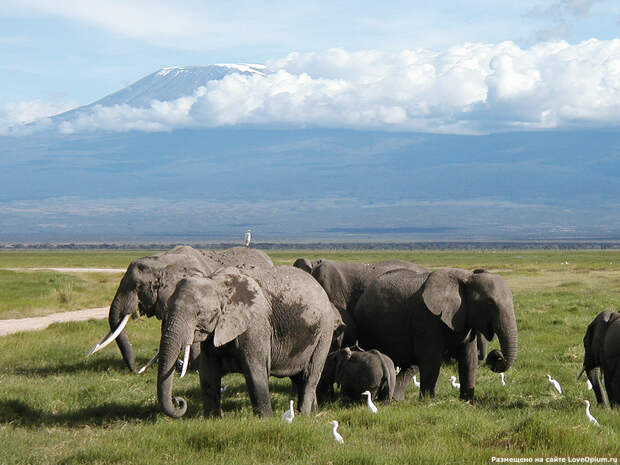 Африканские слоны национального парка Амбосели в Кении