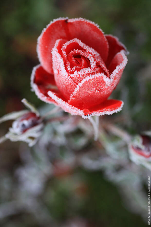 Early Morning Frost In Knutsford As Temperatures Fall Around The UK