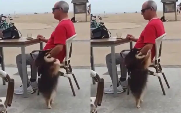 Шпиц повторил танец девушки на улице и мгновенно стал звездой соцсетей