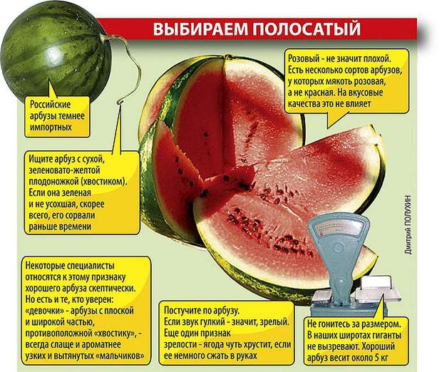 Как правильно выбрать арбуз. Фото: Дмитрий ПОЛУХИН
