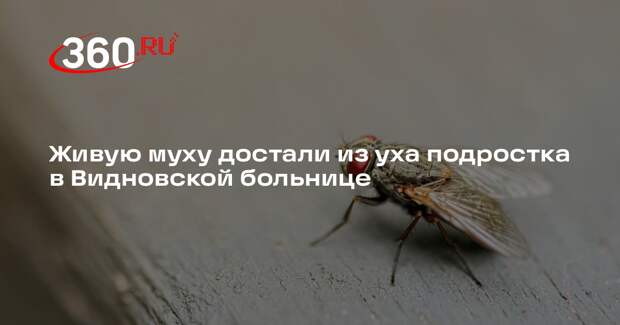 Живую муху достали из уха подростка в Видновской больнице