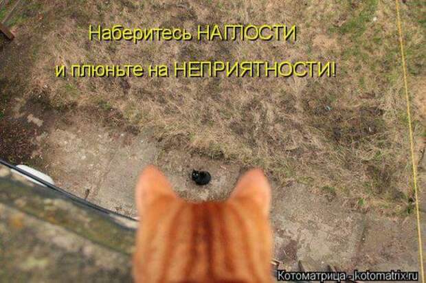 Котоматрицы (картинки с надписями)