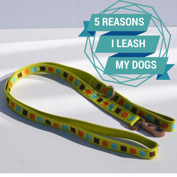 5 Reasons I Leash My Dogs - It's Dog or Nothing