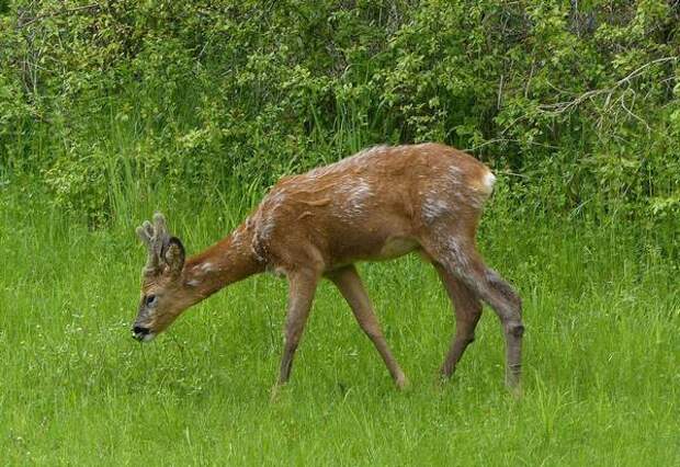 Европейская косуля на выпасе (Capreolus capreolus)