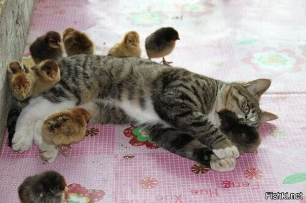 fca52a26d33c8ac996edd8ddc2282157 (500x333, 121Kb)