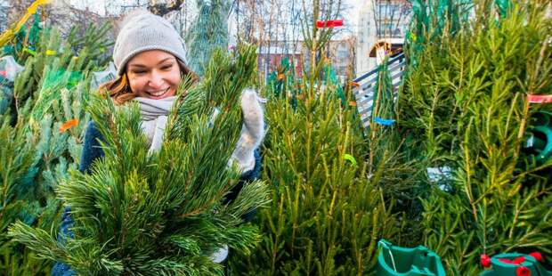В районе Коньково можно будет купить елку к Новому году