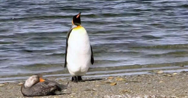 Видео забавной реакции пингвина на встреченную им утку видео, животные, забавные животные, пингвин, пингвины, птицы, смешные животные, утки
