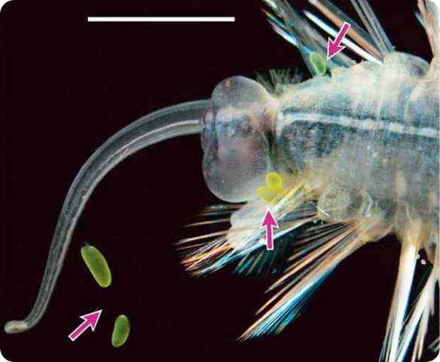 Черви бомбисты Swima bombiviridis