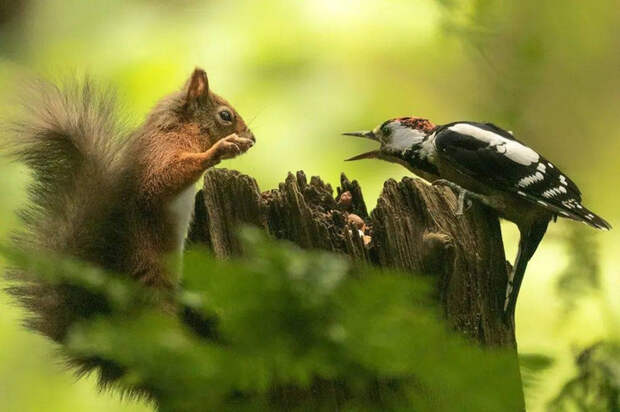 5112098_original (700x466, 298Kb)