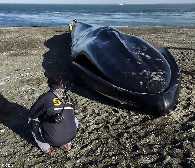 На пляже в Чили поиздевались над бездыханным телом синего кита жестокость, животные, издевательства, кит, океан, пляж, селфи, фото