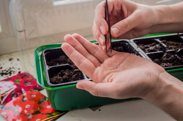 Россиянам посоветовали выбирать скороспелые сорта для раннего урожая