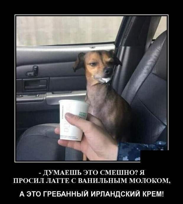 Образ собаки в демотиваторах