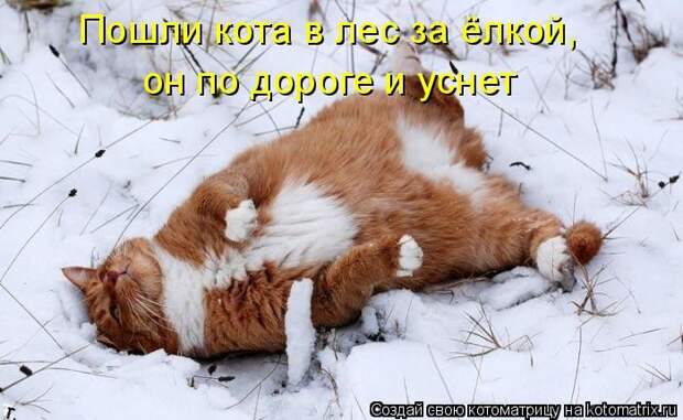Лучшие котоматрицы недели (50 фото) Лучшие котоматрицы недели (50 фото)