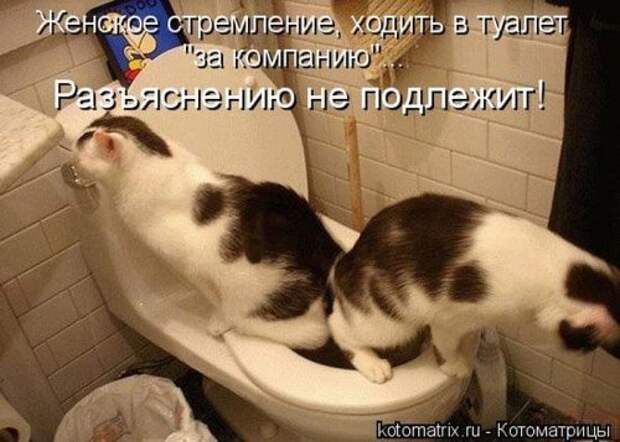 Лучшие котоматрицы за неделю