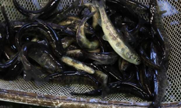 На севере России выпустили более 1,3 миллиона мальков лосося и сига