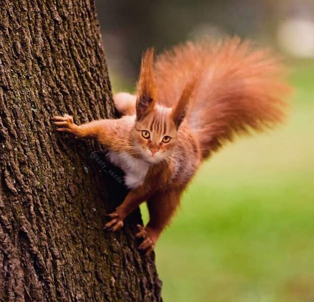 animals-photoshopped-cats-koty-vezde-59-5dad809eaa175__880.jpg animals-photoshopped-cats-koty-vezde-59-5dad809eaa175__880.jpg