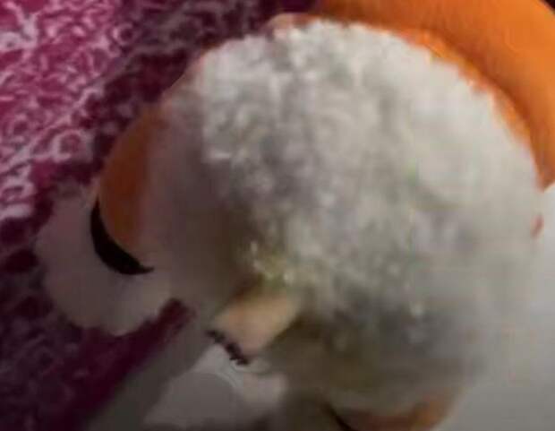 Собака осталась без хвоста после стрижки у грумера