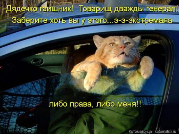 Котоматрицы(картинки с надписями)