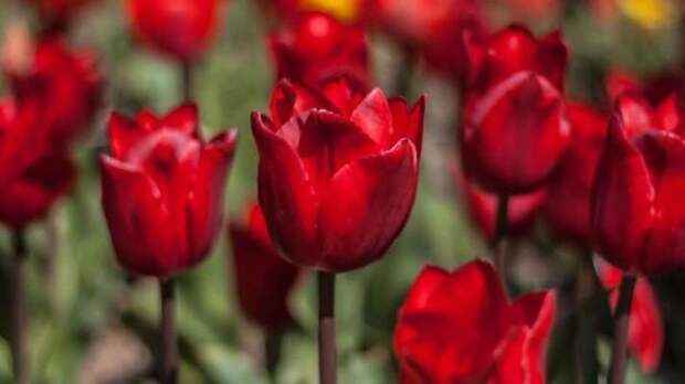 "Салют Победы": в Никитском ботсаду стартует парад тюльпанов