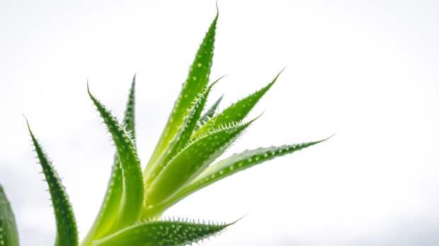 Простая пересадка алоэ: как обновить растение и размножить его