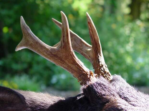 Рога косули фото (Capreolus sp.)