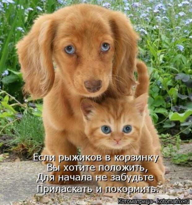 Котоматрицы (картинки с надписями)